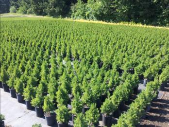 2 Gallon Nursery Pots Bulk | Wholesale Pricing | Growers' Goods